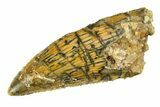 Serrated Raptor Tooth - Real Dinosaur Tooth #297539-1